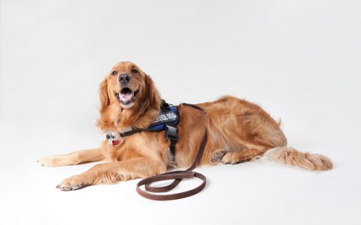 Service dog laying down with leash on ground